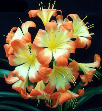 Mixed Clivia Flower Seeds for Planting - Vibrant Perennial Blooms