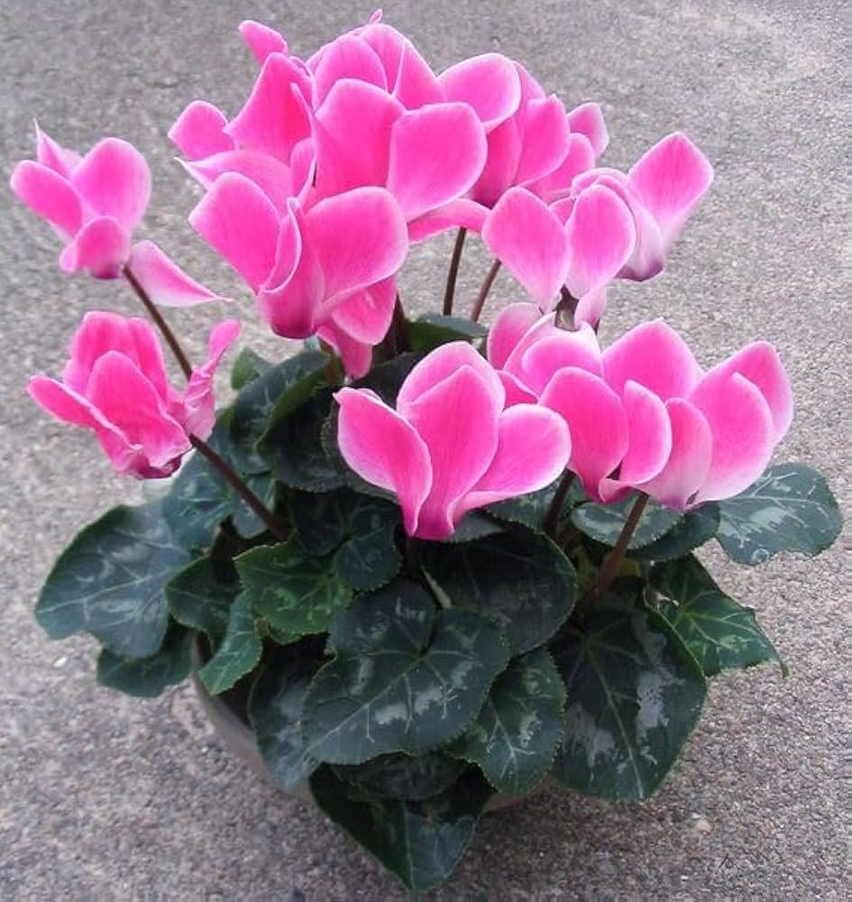 Baby Pink Cyclamen Flower seeds for Planting - Pollinator Friendly, Heirloom & GMO Free Seeds for Home Garden