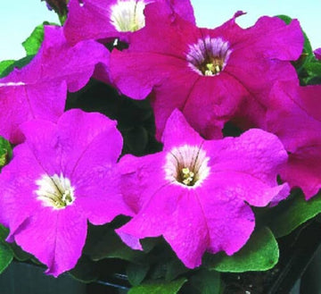 Floribunda Rose Rosa hybrida Logro for planting in home garden