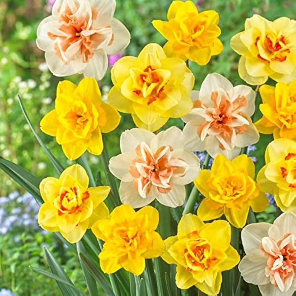 Daffodil bulbs growing in an attractive garden border

