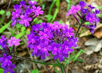 Hastata Flower seeds for Planting - Shade Tolerant, Heirloom & GMO Free Seeds for Home Garden
 
 Sale for planting in home garden.