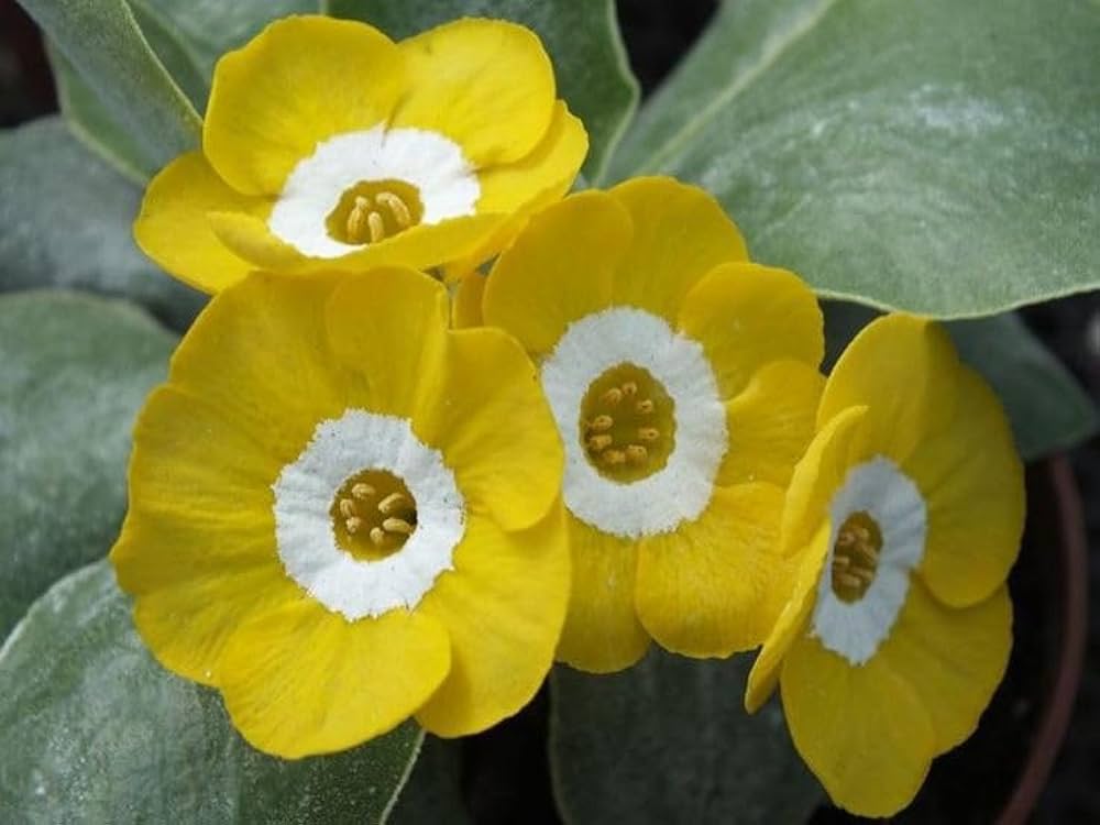 Primula Polyneura Flower Seeds for Planting