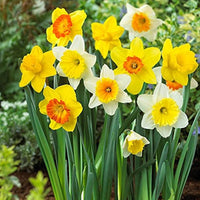 Gorgeous Daffodil Bulbs Mix for colorful garden planting
