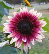 Pink White Sunflower Flower seeds for Planting - Cottage Garden Essential, Heirloom & GMO Free Seeds for Home Garden