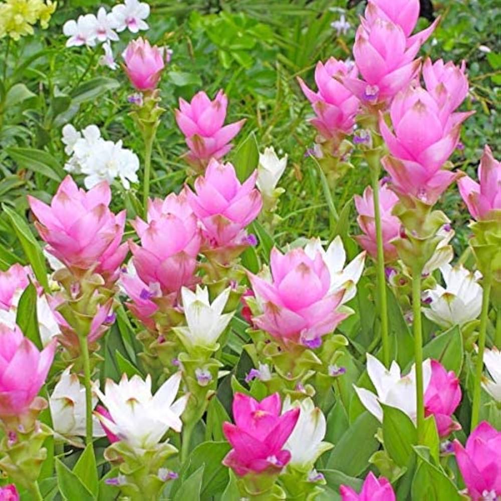 Purple Alismatifolia Flower Seeds for Planting Garden Favorite Heirloom & GMO Free Seeds for Home Garden
 
 Sale
