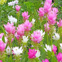 Purple Alismatifolia Flower Seeds for Planting Garden Favorite Heirloom & GMO Free Seeds for Home Garden
 
 Sale