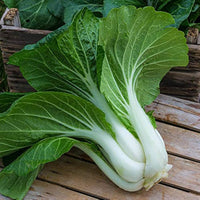 Choy Sum Seeds Heirloom Leafy Vegetable for Home Garden Planting