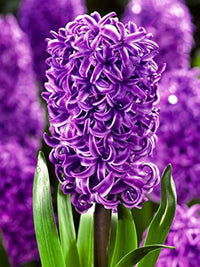 Hyacinth Purple Flower seeds for Planting - Compact Growth, Heirloom & GMO Free Seeds for Home Garden