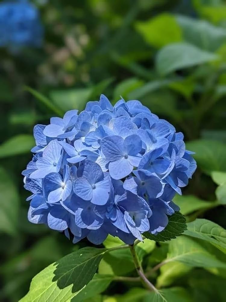 Blue Geranium Flores Flower Seeds for Planting Seasonal Bloomer Heirloom & GMO Free Seeds for Home Garden
 
 Sale