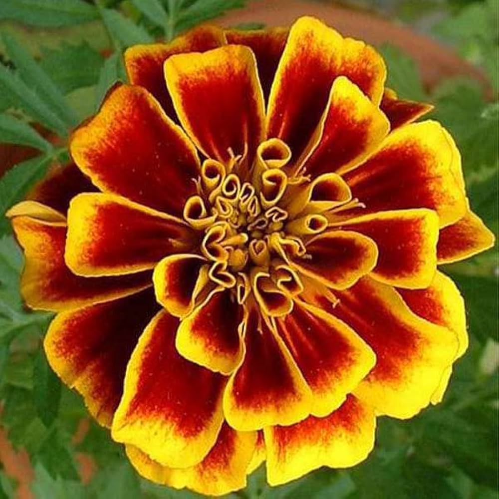 Marigold Majestic Flower seeds for Planting Vibrant Colors Heirloom & GMO Free Seeds for Home Garden 
 
 Sale