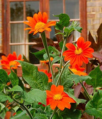 Tithonia Flower seeds for Planting Low Maintenance Heirloom & GMO Free Seeds for Home Garden
