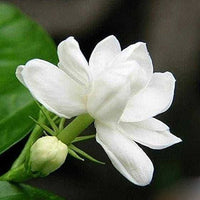 Jasmine Jasminum Sambac Flower Seeds