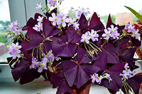 Perennial Oxalis plants with delicate flowers and foliage