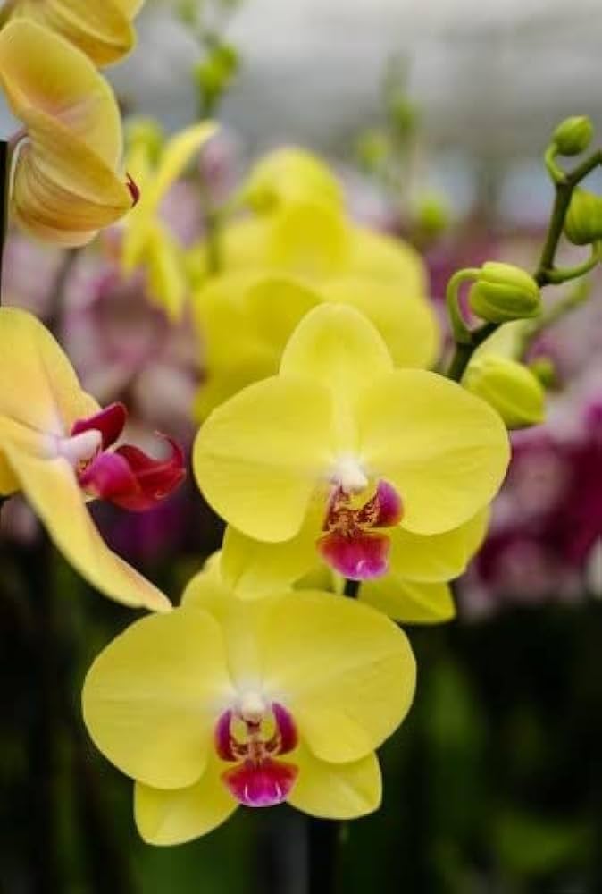 Yellow Pink Phalaenopsis Orchid Flower seeds for Planting Shade Tolerant Heirloom & GMO Free Seeds for Home Garden 
 
 Sale