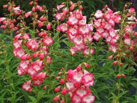 Penstemon Flagstaff Red & White Flower Seeds (Perennial) for Bold Garden Borders