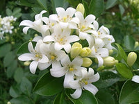 Heirloom Murraya Flower seeds for Planting Vibrant Colors Heirloom & GMO Free Seeds for Home Garden