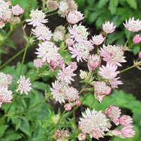 Heirloom Astrantia Flower seeds for Planting Cottage Garden Essential Heirloom & GMO Free Seeds for Home Garden