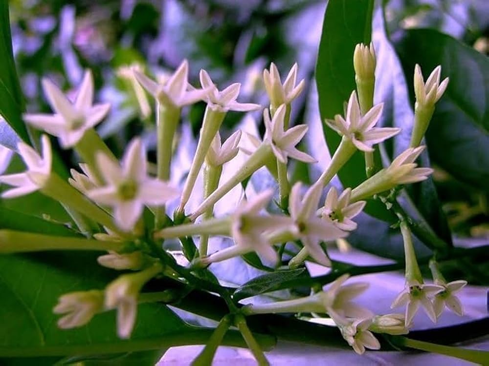 Night Blooming Star Jasmine Cestrum nocturnum Flowers for Planting in Garden and Night Garden
