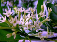 Night Blooming Star Jasmine Cestrum nocturnum Flowers for Planting in Garden and Night Garden