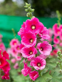 Mixed Hollyhock Flower seeds for Planting - Drought Tolerant, Heirloom & GMO Free Seeds for Home Garden