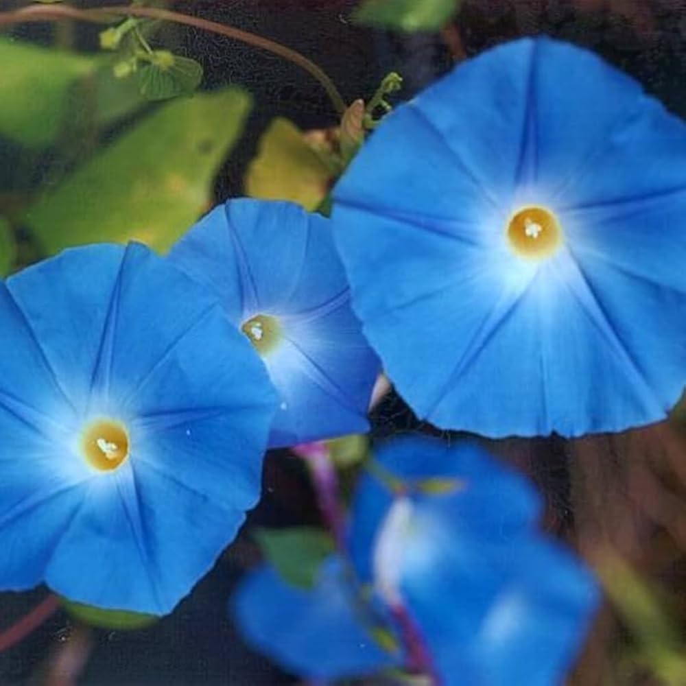 Heavenly Blue Morning Glory Flower Seeds for Trellises, Fences & Garden Spaces