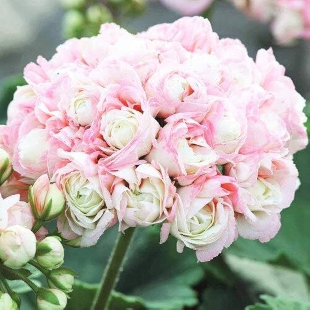 Pink Geranium Flores Perennial Flower Seeds for Planting Seasonal Bloomer Heirloom & GMO Free Seeds for Home Garden
 
 Sale