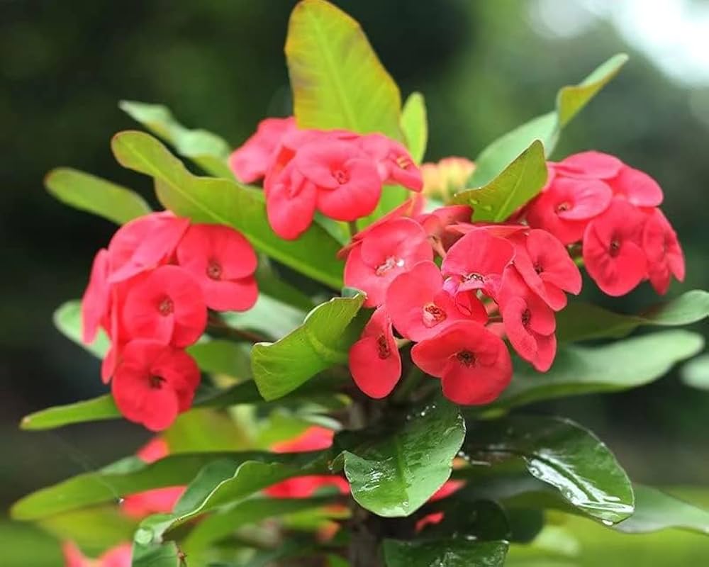 Red Euphorbia Milii Flower seeds for Planting Perfect for Borders Heirloom & GMO Free Seeds for Home Garden
 
 Sale