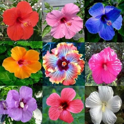 100 Pcs