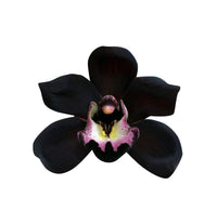 Black Duck Orchid Seeds Native Black Coral Pea