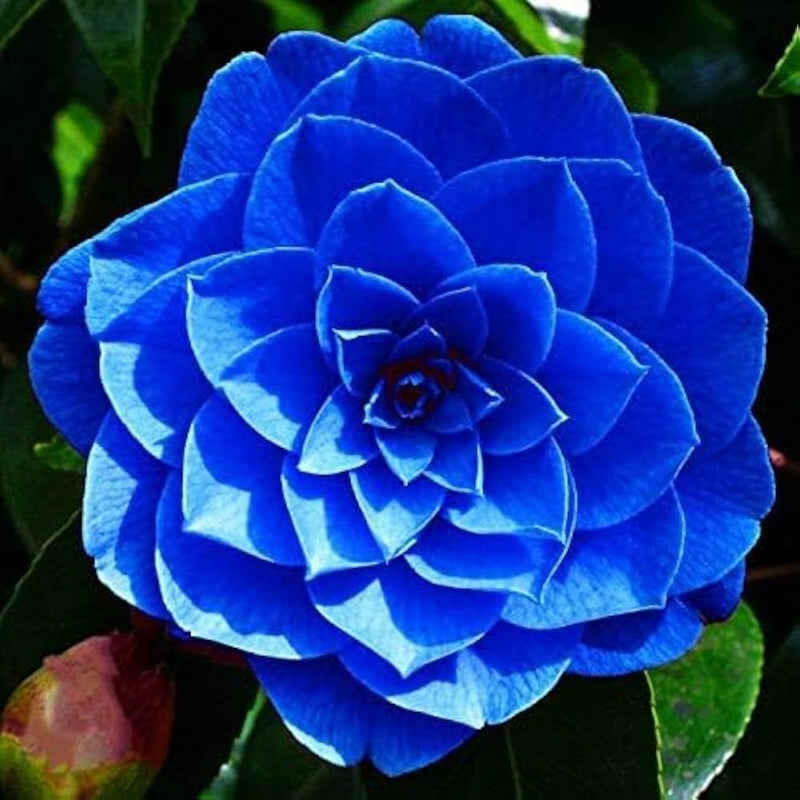 Blue Camellia Flower seeds for Planting Seasonal Bloomer Heirloom & GMO Free Seeds for Home Garden
 
 Sale