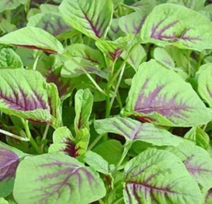 Fresh Chinese Spinach Red Calaloo ready for harvesting in a raised garden bed.

