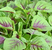 Fresh Chinese Spinach Red Calaloo ready for harvesting in a raised garden bed.

