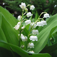 Lily of the Valley Convallaria majalis Flower Seeds for Planting for Shade Garden