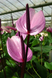 Huifang Anthurium Flower seeds for Planting Fragrant Blossoms Heirloom & GMO Free Seeds for Home Garden
 
 Sale
