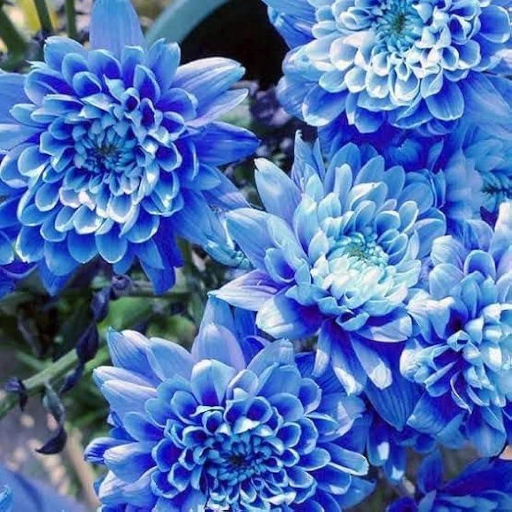 Light Blue Chrysanthemum Flower seeds for Planting - Easy to Grow, Heirloom & GMO Free Seeds for Home Garden