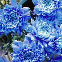 Light Blue Chrysanthemum Flower seeds for Planting - Easy to Grow, Heirloom & GMO Free Seeds for Home Garden