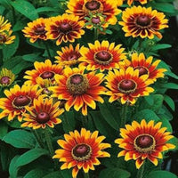 Orange Rudbeckia Flower seeds for Planting - Easy to Grow, Heirloom & GMO Free Seeds for Home Garden
 
 Sale for planting in home garden.