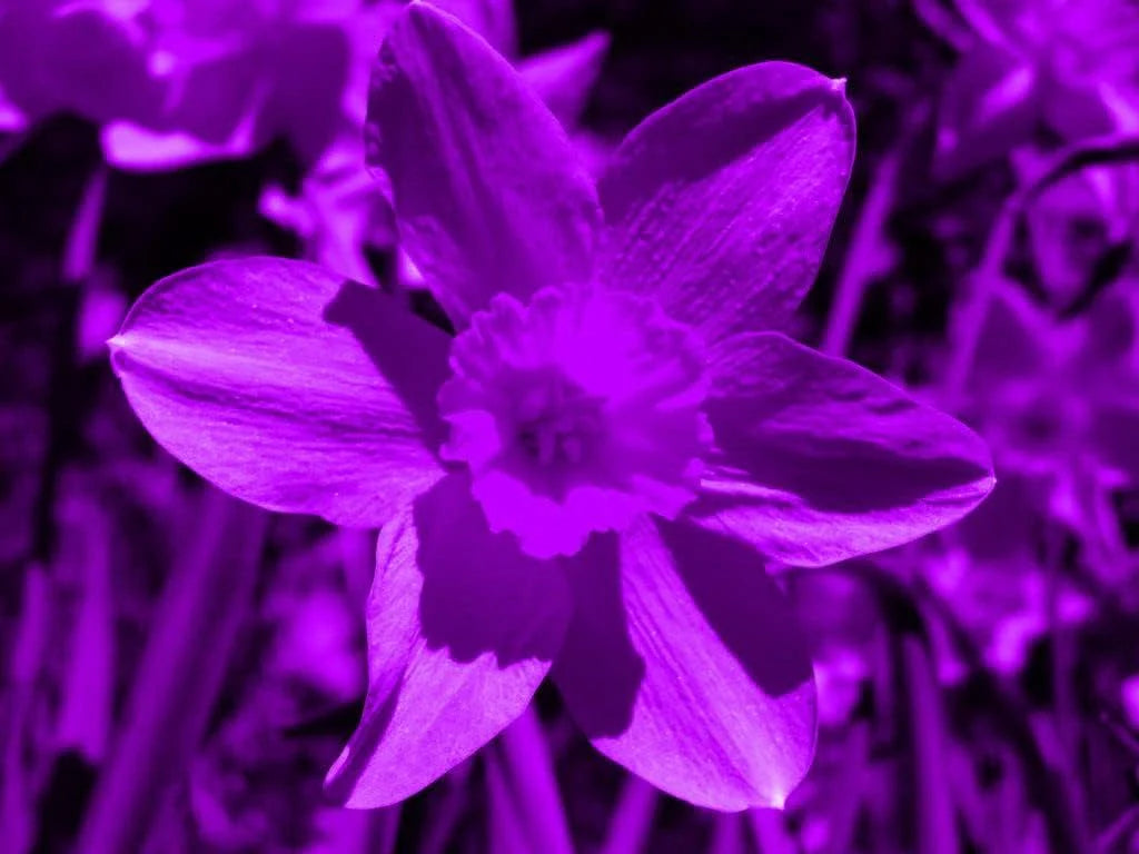 Purple Daffodils Flowering Seeds for Planting and Gardening