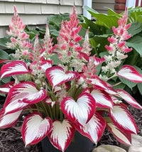 Hosta Hosta spp. Seeds for Planting - Ideal for Shade Garden & Flower Bed