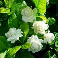 Jasmine Jasminum sambac Flower Seeds for Planting for Home Garden