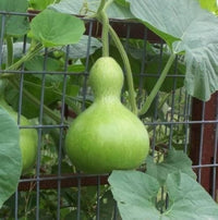Birdhouse Bottle Gourd Seeds – Decorative Gourd Variety for Garden Growing