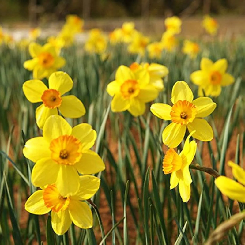 Narzisse Flower seeds for Planting - Colorful Display, Heirloom & GMO Free Seeds for Home Garden