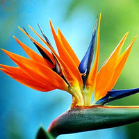 Strelitzia Flower seeds for Planting - Premium Quality, Heirloom & GMO Free Seeds for Home Garden