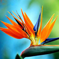 Rainbow Strelitzia Flower seeds for Planting - Premium Quality, Heirloom & GMO Free Seeds for Home Garden