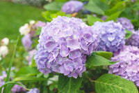Hydrangea Seeds for Planting Hydrangea Macrophylla flower bed border garden