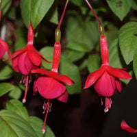 Dark Maroon Red Fuchsia Flower Seeds for Planting Wildflower Mix Heirloom & GMO Free Seeds for Home Garden
 
 Sale