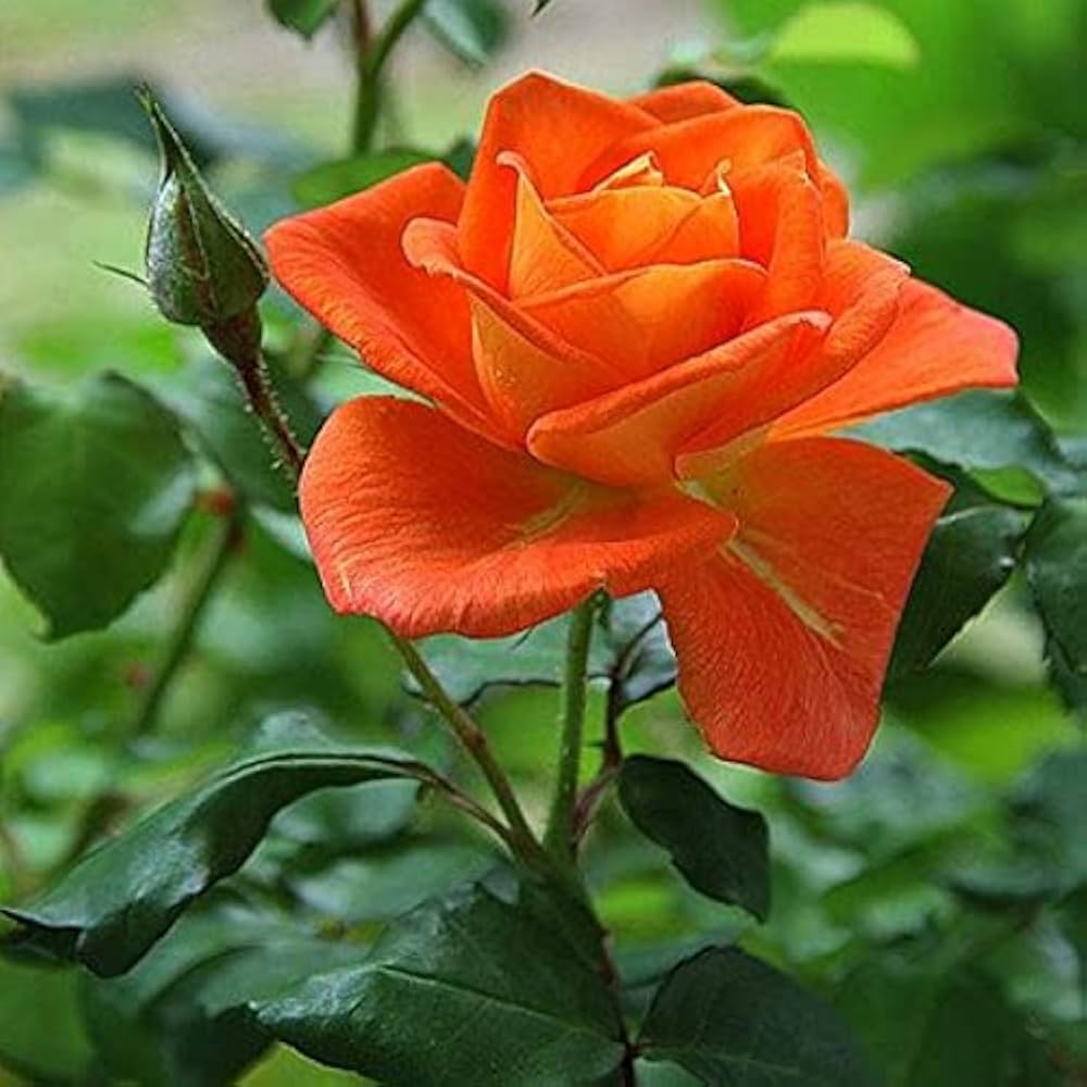 Orange Pink Rose Flower Seeds for Planting Pollinator Friendly Heirloom & GMO Free Seeds for Home Garden
 
 Sale