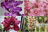 Cymbidium bulbs planted in a decorative garden container

