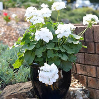 Geranium Zonal White Ice with clusters of white flowers and green foliage.

