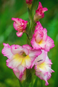 Light Pink Gladiolus Flower Seeds for Planting Fragrant Blossoms Heirloom & GMO Free Seeds for Home Garden
 
 Sale